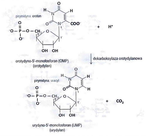 <p>UMP (urydyno-5'-monofostoran)</p>