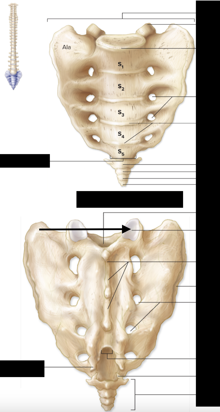 <ul><li><p>only visible in the posterior side of sacrum</p></li></ul>