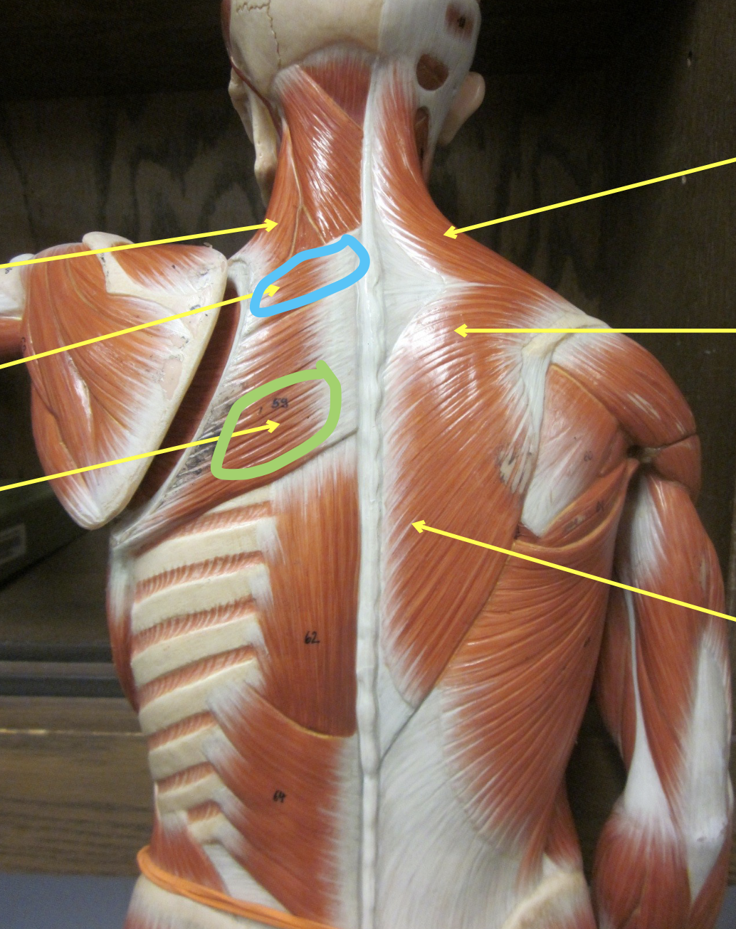 <p>Muscle in blue</p>