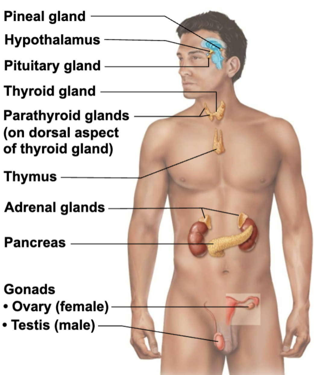 <ul><li><p><span style="color: blue;"><strong>STRUCTURE</strong></span></p><ul><li><p><span>Small gland hanging from roof of third ventricle</span></p></li></ul></li><li><p><span style="color: red;"><strong>FUNCTION</strong></span></p><ul><li><p>Pinealocytes secrete <span style="color: green;"><strong><u>melatonin</u></strong></span>, derived from serotonin</p></li></ul></li></ul><p></p>