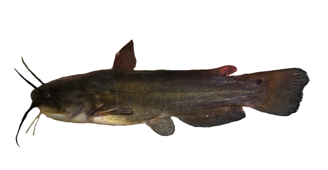 <p><span>- Rounded Caudal fin</span></p><p><span>- Yellow or pale barbels</span></p>