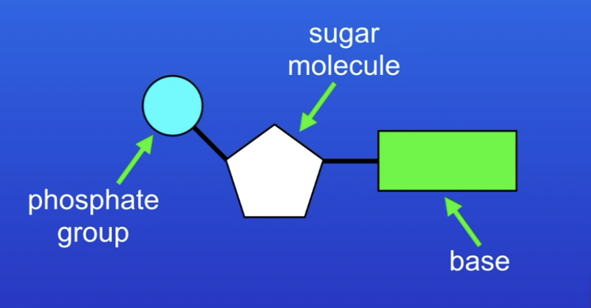 <p><span><span>Each nucleotide consists of a common sugar and phosphate group with one of four different bases attached to the sugar.</span></span></p>