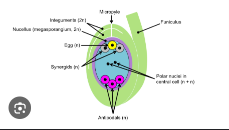 <p>egg cell </p>