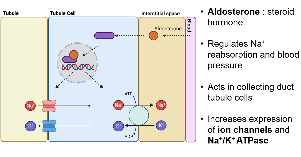 <p>Process takes hours so effect of aldosterone also takes time to be released into the body and have an impact</p>