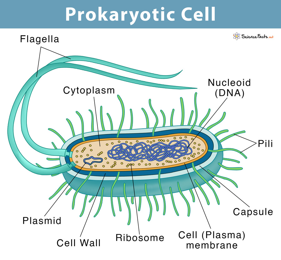 <ul><li><p>single-stranded</p><ul><li><p>single, circular loop of DNA = nucleoid (not a chromosome)</p></li></ul></li><li><p>1 or more plasmids</p><ul><li><p>small circular DNA molecules</p></li><li><p>can be exchanged between cells</p></li><li><p>usually only contain a few genes</p></li><li><p>plasmids &gt; accessible for proteins required for gene expression and therefore contain genes required often, quickly/ in emergencies</p></li><li><p>contain genes for antibiotic resistance</p></li></ul></li></ul><p></p>