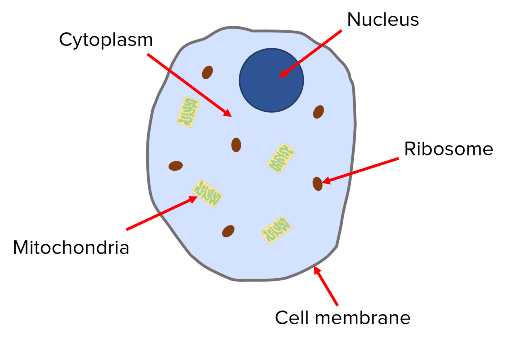 knowt flashcard image