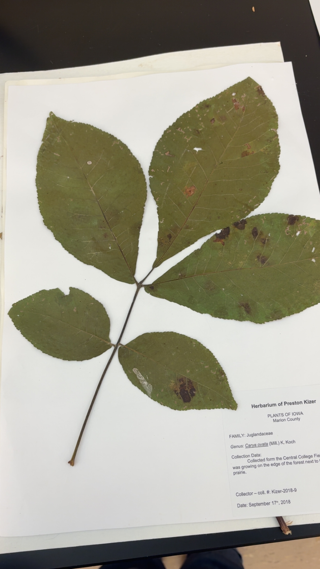 <p>What type of leave is this </p>