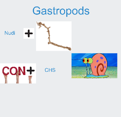 <p>Gastropods </p>