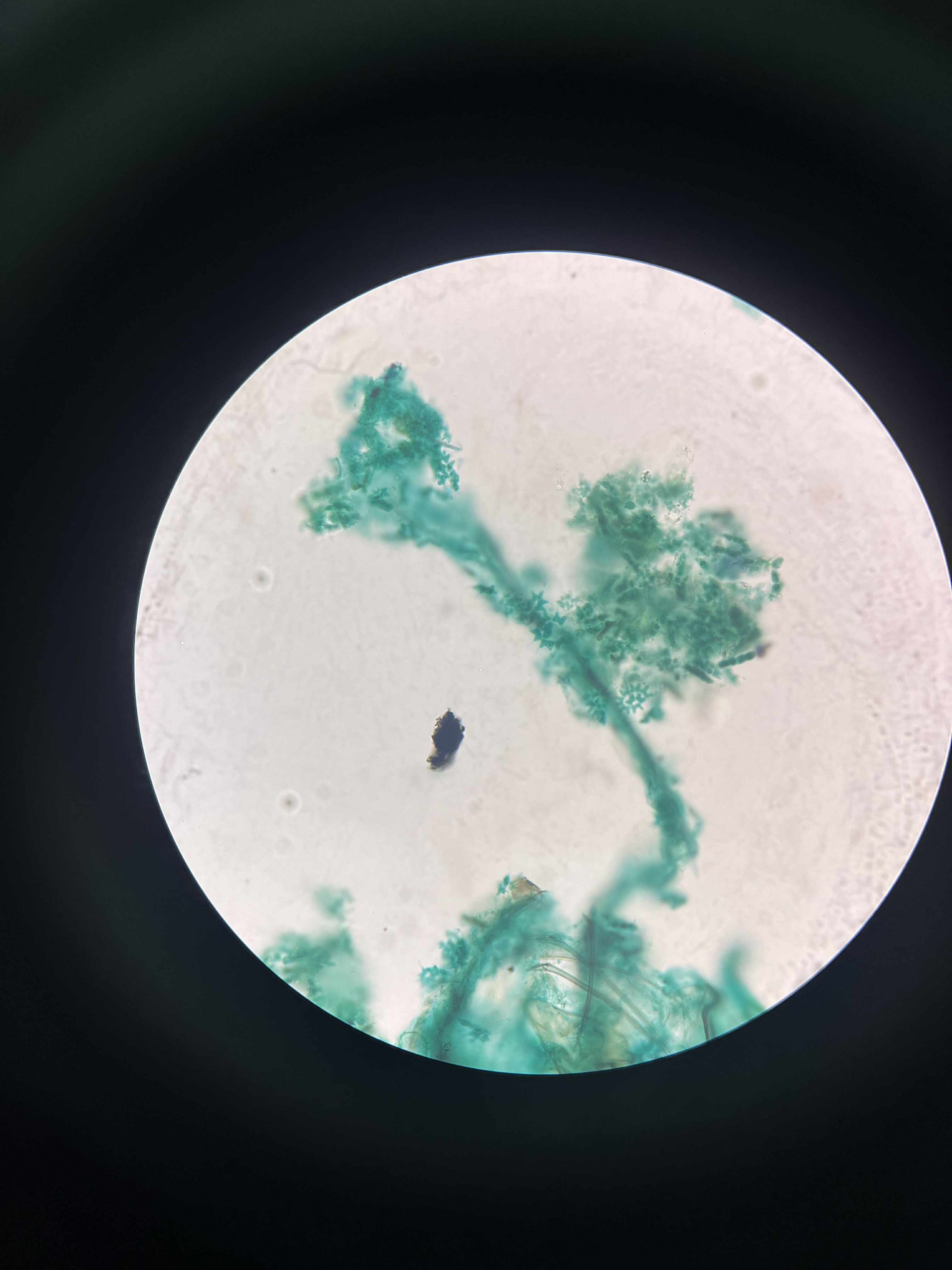 <p>specimen</p><p>phylum</p><p>color</p><p>shape</p><p>cell arrangement</p><p>motility</p><p>characteristic</p>