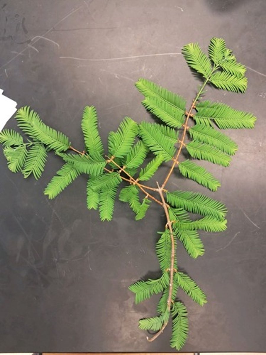 <p>What is the scientific name of this plant?</p>