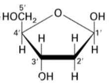 <p>three OH groups.</p>