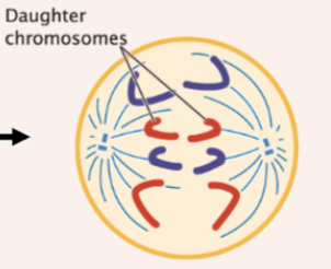 <p>sister chromatids separate and move toward opposite poles</p>