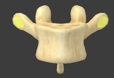 <p>unique to thoracic vertebrae to connect with the head of a rib</p>