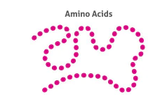 <p>Sequence of a chain of amino acids</p><p></p>