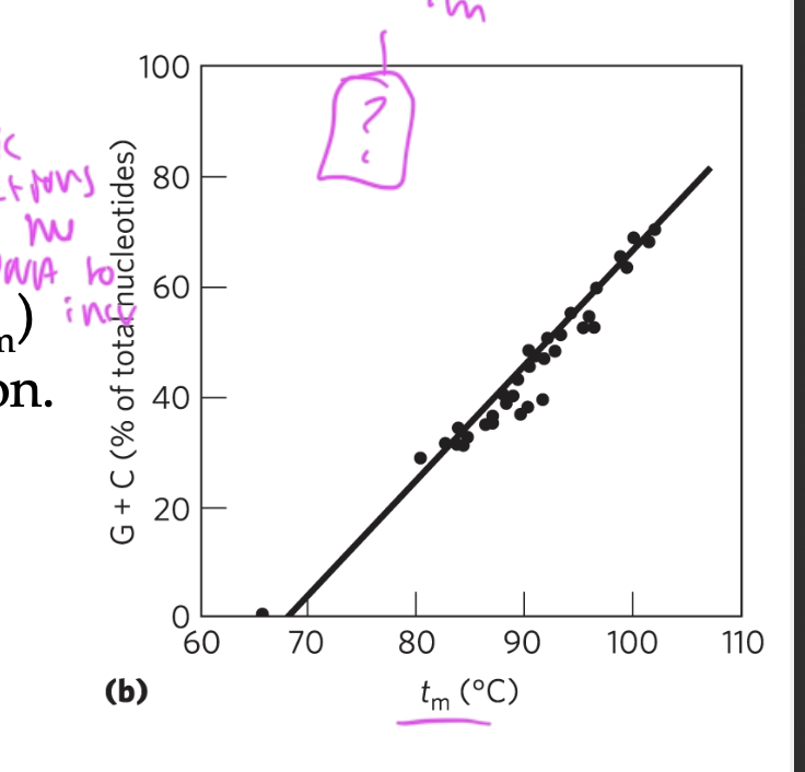 <p>pH and ionic strength, and base composition</p><p>high salt conc: causes hydrophobic interactions within the dsDNA to solidify/incr (so Tm incr)</p><p>pH: too high or low pH affects Tm</p><p>base pair composition: high C-G bonds (triple h-bonds) causes Tm to incr</p><ul><li><p>since it takes more energy to break</p></li></ul><p></p>