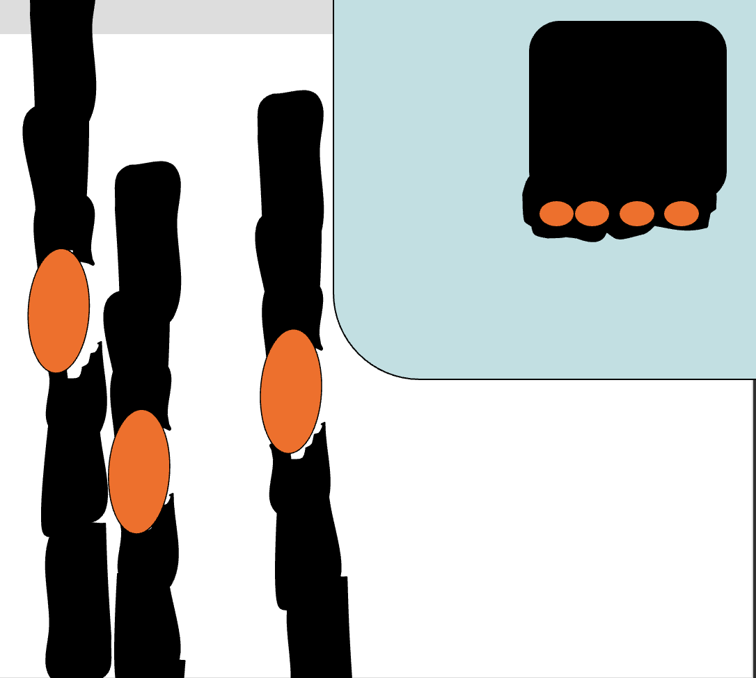 <p>single-celled, gram negative (pink), form glycocalyx (organized slime layer), cellulolytic and lignolytic.<br>Adhere to S3 layer, gradually degrade into S2 layer, form 'erosion troughs' along microfibrils, lytic activity restricted to glycocalyx.</p>