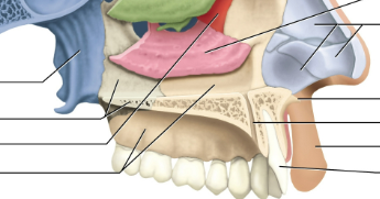 <p>Palatine bones</p>