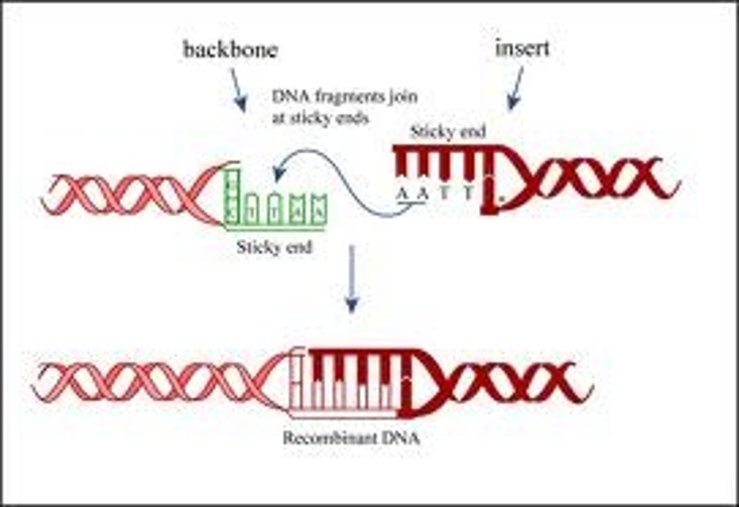 <p>- enzyme used to rejoin DNA fragments</p>