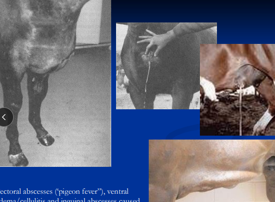 <p><span style="color: rgb(0, 0, 0);">Corynebacterium pseudotuberculosis (Pigeon Fever)</span></p>