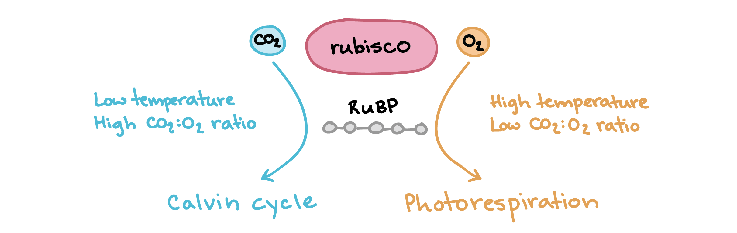 <ul><li><p>Metabolic pathway that consumes O2, releases CO2, &amp; decreases photosynthetic output</p></li><li><p>Usually occurs on hot, dry days</p></li><li><p>Stomata close, O2 accumulates, rubisco fixes O2 instead of CO2</p></li><li><p>Produces no sugar molecules or ATP</p></li></ul>