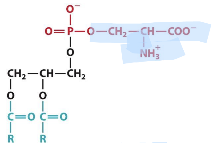 <p>Identify this glycerophospholipid</p>