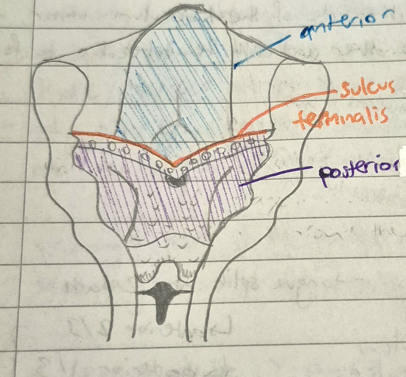 <ul><li><p>the mucous membrane structures of the anterior 2/3rds of the tongue is formed</p></li><li><p>all elements of the first branchial arch</p></li><li><p>all supplied by lingual nerve (branch of mandibular division of trigeminal nerve → 1st arch)</p></li></ul><p></p>