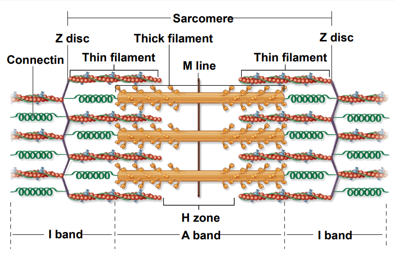 <p><strong>H zone</strong> is NOT present in the microscope view</p><p>The<strong> A band</strong> consists of the overlap of <strong>actin </strong>&amp; <strong>myosin</strong></p>