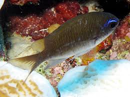 <p>Brown on upper third of body, blue line from tip of snout and above eyes, small dark spot on upper pectoral fin base (Juveniles yellow dorsally, blue/purple mid body and white below)</p>