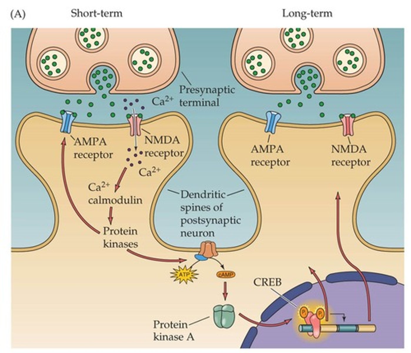 <p>Calcium/calmodulin-dependent protein kinase II</p><p>Enzyme involved in learning and memory by converting short-term synaptic changes into long-term ones</p>