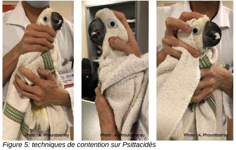 <p>Les Passériformes (canaris…)</p><p>Petits Psittacidés avec un bec crochu (perroquets ondulés, inséparables…)</p><p>Psittacidés = grands perroquets (aras, amazones, cacatoès…) =&gt; attention morsure</p><p>Les Colombiformes (pigeons,…).</p><p>Contention avec serviette, gants </p>