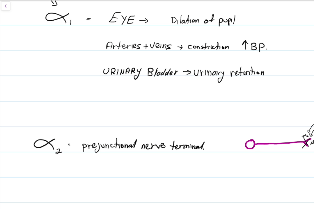 <p>Prejunctional Nerve:<br>Basically, alpha 2 detects if there is too much norepinephrine being sent and will restrict its release.</p>