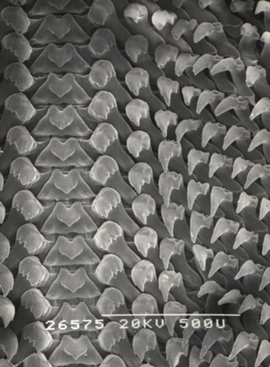 <p>Tongue like scraping organ; characteristic structure in mollusks (gastropods) used for eating</p>