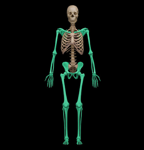 composed of
Upper: clavicle, scapula, humerus, ulna, radius, carpals, metacarpals, phalanges
Lower: os coxae, femur, patella, tibia, fibula, tarsals, metatarsals, phalanges