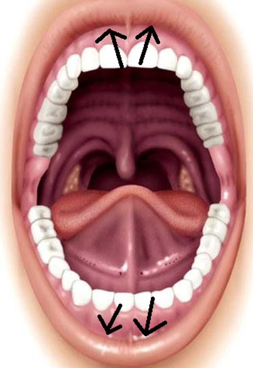 <p>space between teeth and lips or cheek</p>