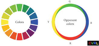 <p>Ewald Hering’s Opponent-process theory </p>