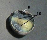 <p>10</p>