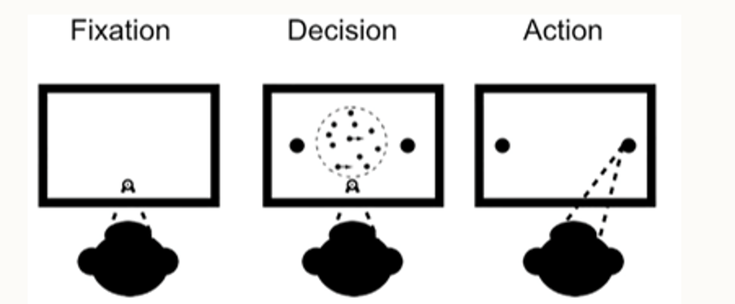 <p>Perceptual decision task in rhesus monkeys (Hanks &amp; Summerfield 2017)</p>