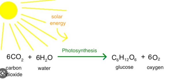 The Carbon Cycle

Process by where producers make food for themselves- 

\
carbon dioxide and water react to form glucose and oxygen which ==removes carbon dioxide from the atmosphere== (ONLY WAY)

\
Carbon dioxide is combined with water to make the sugar glucose, photosynthesis uses light energy and is only carried out by plants