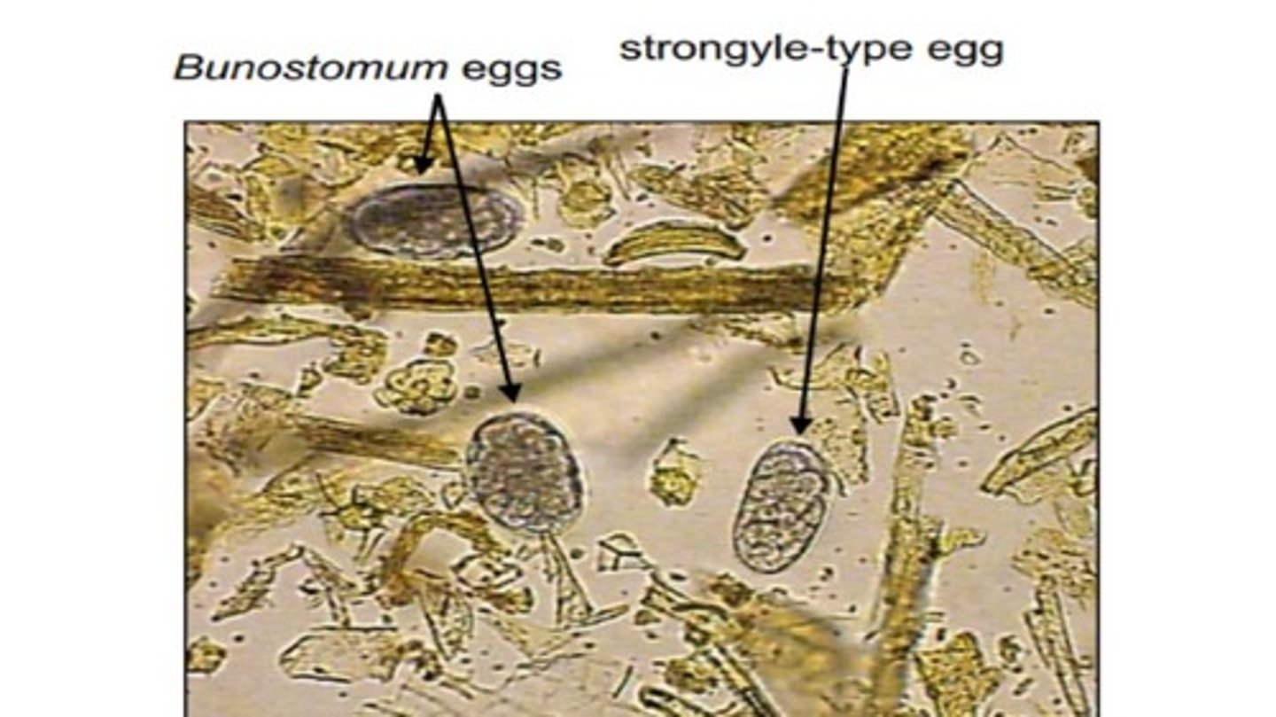 <p>Hookworm species that infects the small intestine of ruminants with chitinous cutting plates</p><p>-Eggs have thickened shells, more bluntly rounded ends, & more darkly pigmented cells compared to strongyle-type eggs</p>