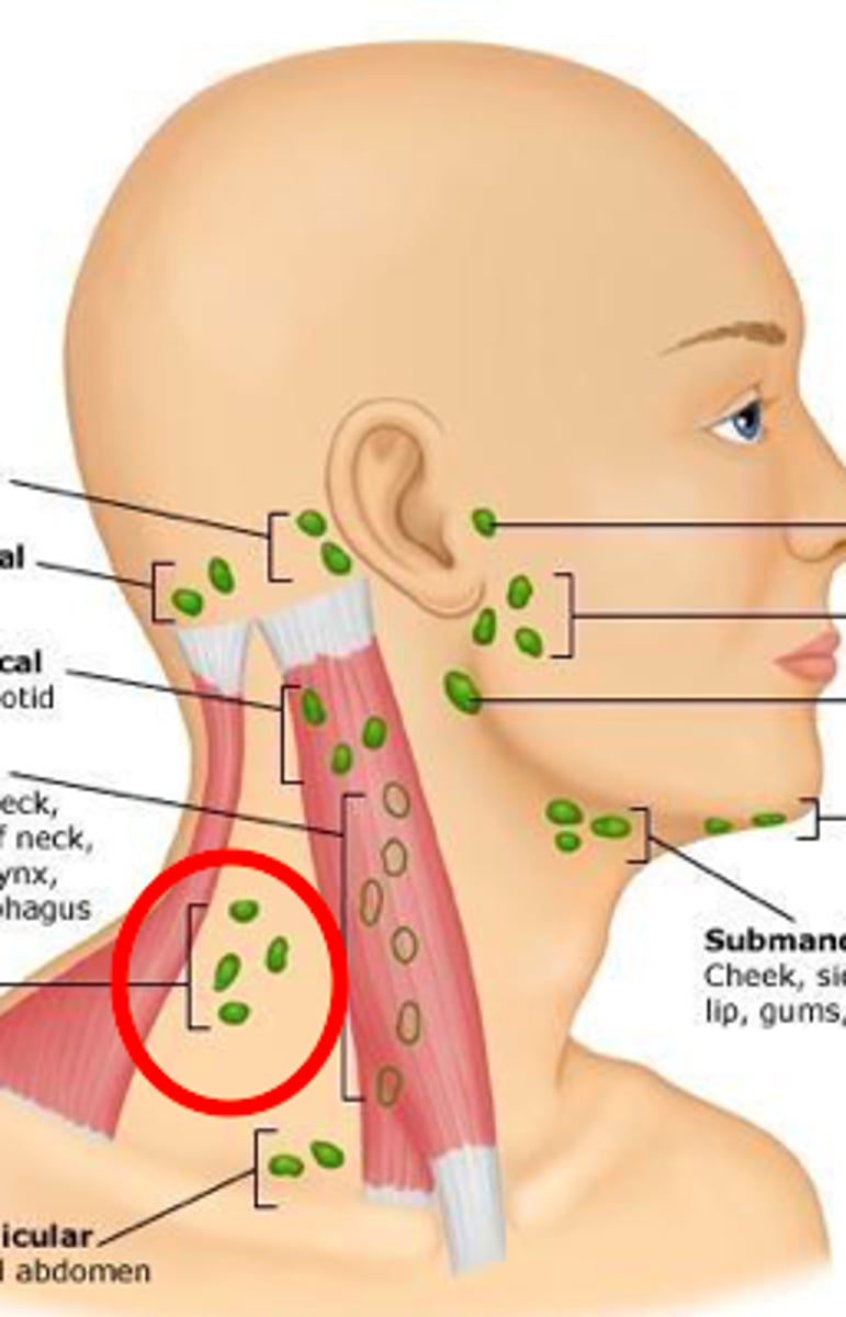 <p>infection will drain from the parotid nodes into the _______ chain of lymph nodes</p>