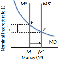 <ul><li><p><span>Fed policy is stated in terms of target interest rates</span></p><ul><li><p><span>The tool they use is the supply of money</span></p></li></ul></li><li><p><span>Initial equilibrium at E</span></p></li><li><p><span>Fed increases the money supply to MS'</span></p><ul><li><p><span>New equilibrium at F</span></p></li><li><p><span>Interest rated decr</span>ease to i' to convince the market to hold the new, larger amount of money</p></li></ul></li></ul><p></p>