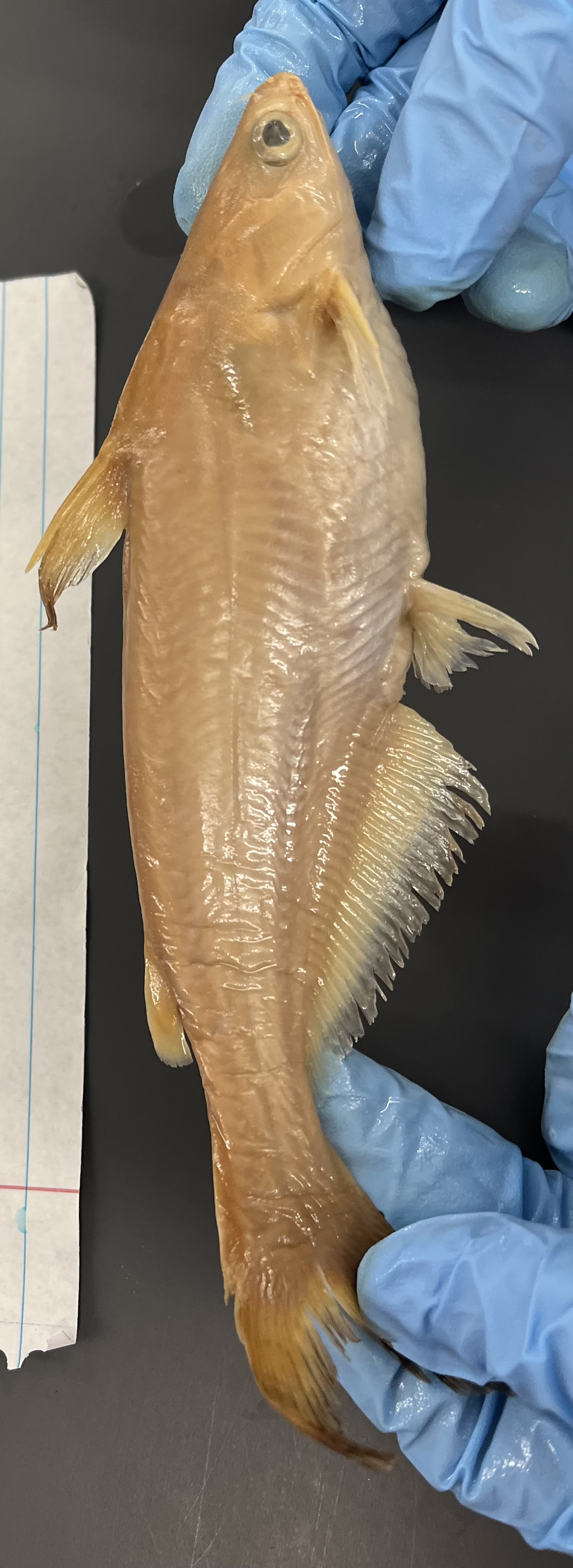 <p>BIG anal fin</p><p>Outline on caudal and dorsal fins</p><p>Point face</p><p>Small mouth</p><p>No spots</p>