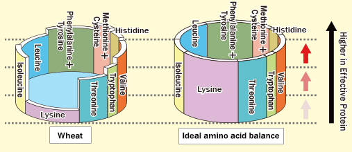 <p>The principle that the highest quality protein supplies all essential amino acids in proportions that most closely match the animal’s needs for protein synthesis. This concept also considers digest ability and rate of digestion.</p>