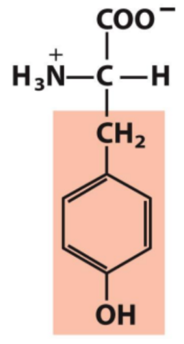 <p>Identify this amino acid</p>