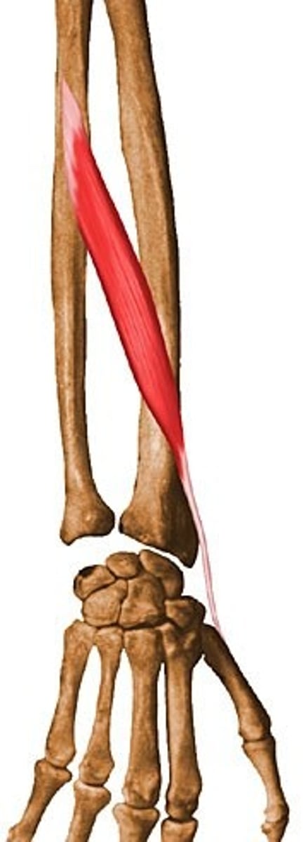 <p>Action: extends the thumb</p><p>Origin: dorsal shaft or radius and ulna</p><p>Insertion: base of distal phalanx of thumb</p>