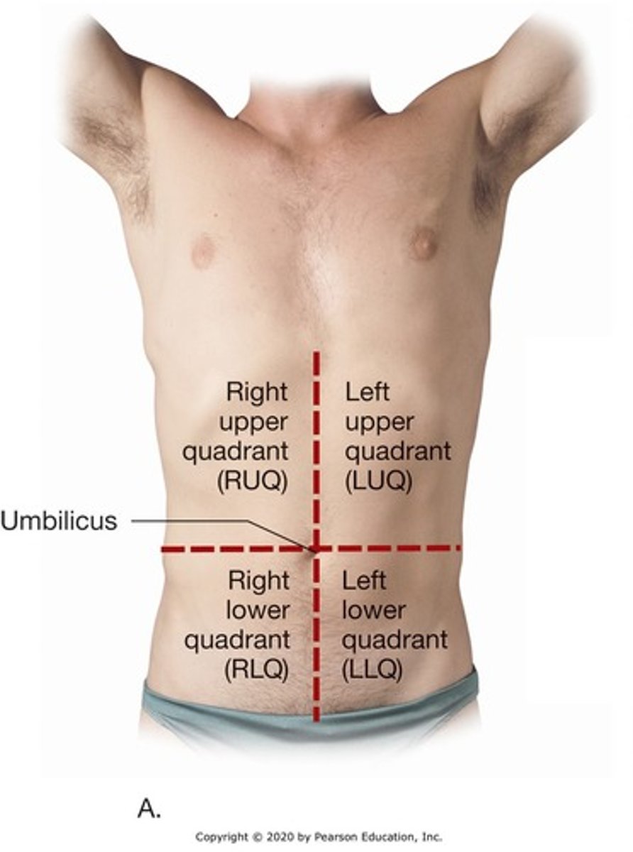 <p>four quadrants of the abdominopelvic cavity.</p>