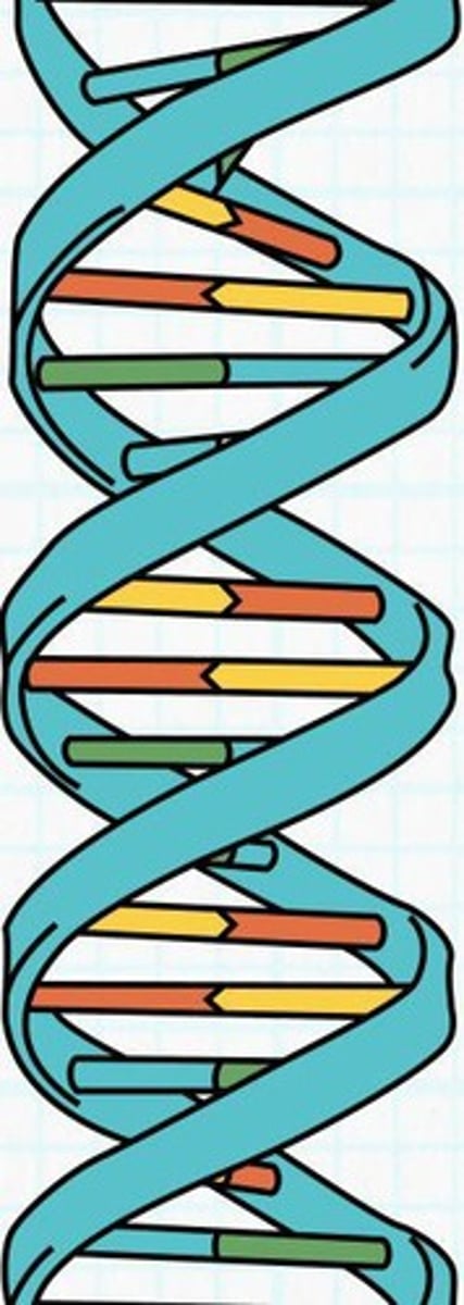 <p>It unzips the DNA molecule to create a replication fork.</p>