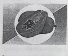 <p>the papaya</p>