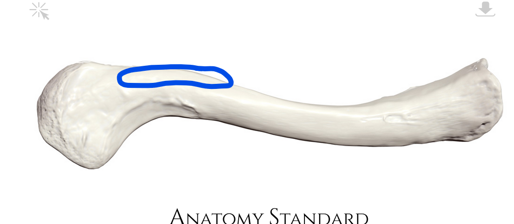 <p>Where trapezius muscle connects</p>