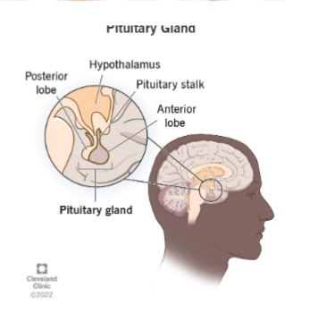 <ul><li><p><span><strong>• Hypothalamus</strong></span><strong><br></strong><span><strong>• Integrates signals in the CNS </strong>and releases appropriate <strong>trophic</strong></span><strong><br></strong><span><strong>neurohormones</strong></span></p></li><li><p><span><strong>• Pituitary</strong></span></p><ul><li><p><span>•<strong> Anterior Pituitary (Adenohypophysis)</strong></span><strong><br></strong><span><strong>• Synthesize and store (mostly trophic) hormones</strong></span><br><span>• Release hormones in response to hypothalamic trophic hormones</span></p><ul><li><p><span>•<strong> Different types of endocrine cells for specific pituitary hormones</strong></span></p><ul><li><p><span>• Corticotroph, Thyrotroph, Somatotroph, Lactotroph, Gonadotroph</span></p></li></ul></li><li><p><span>• Endocrine Tissue</span></p></li></ul></li><li><p><span><strong>• Posterior Pituitary (Neurohypophysis)</strong></span><strong><br></strong><span><strong>• Stores and releases neurohormones synthesized in the</strong></span><strong><br></strong><span><strong>hypothalamus(not trophic)</strong></span><br><span>• Nervous tissue</span></p></li></ul></li></ul><p></p>